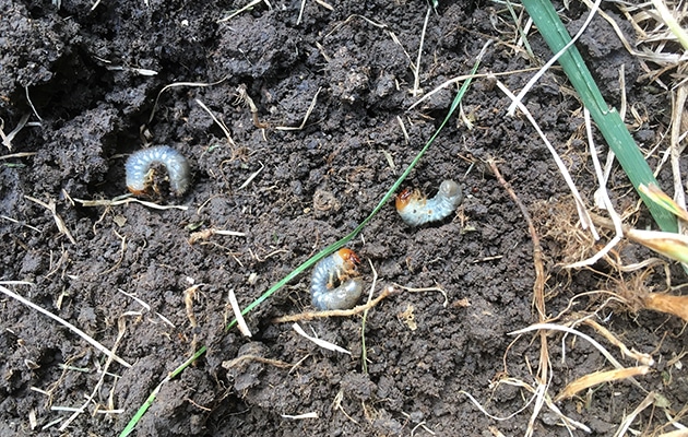 North Oakland County Grub Control