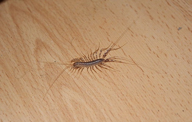 house centipedes - scutigera coleoptrata