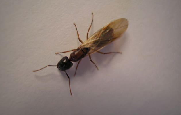 ants, house ants, garden ants, carpenter ants