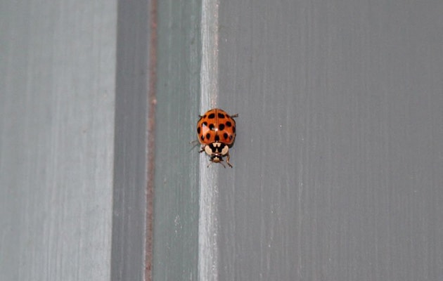 asian lady beetle - harmonia axyridis