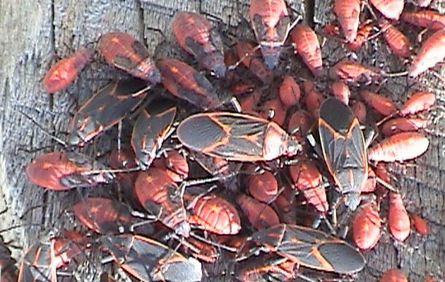 box elder bugs, true bugs, and seed bugs