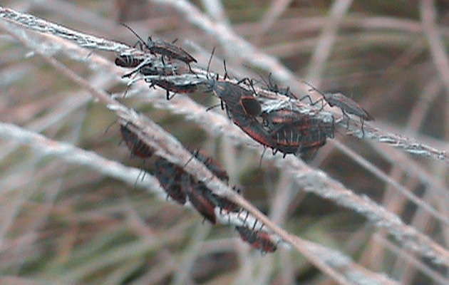 box elder bugs, true bugs, and seed bugs