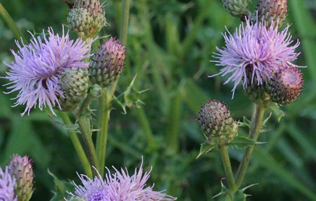 canadian thistle - asteraceae