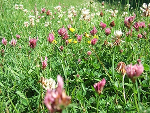 white clover - trifolium repens