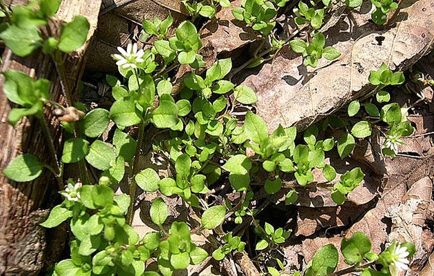 chickweed - stellaria media