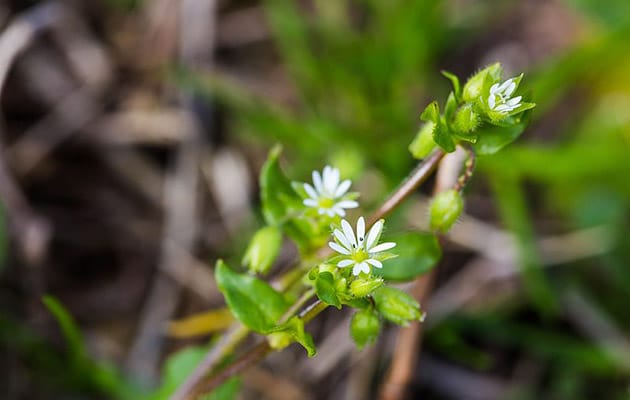 chickweed - stellaria media