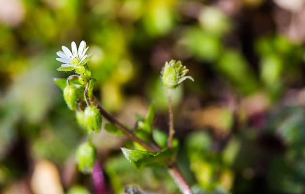chickweed - stellaria media