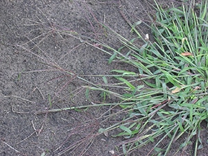 crabgrass - digitaria sangualis