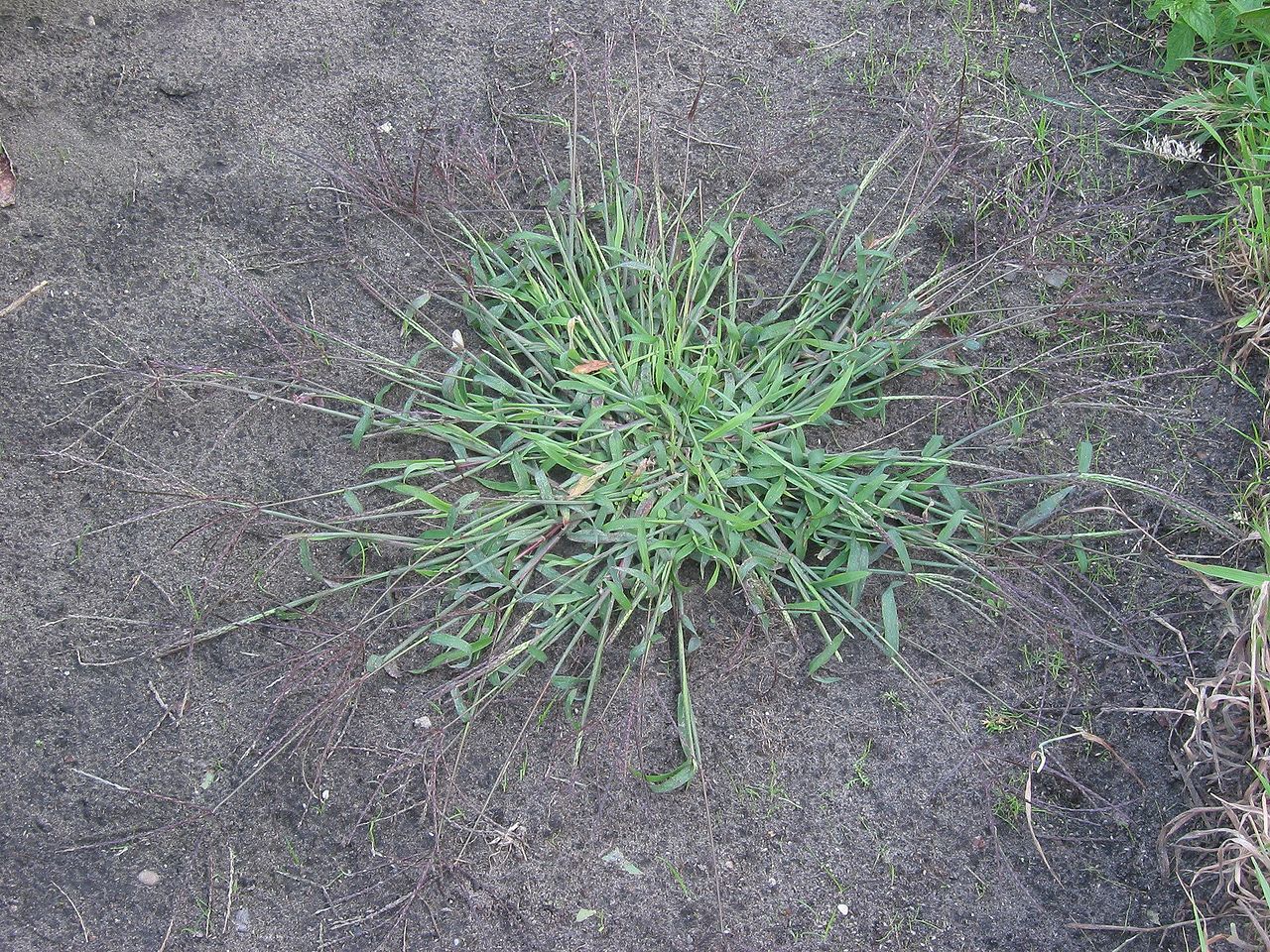 crabgrass - digitaria sangualis