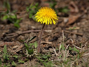 Dandelion - Taraxacum