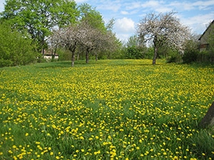 Dandelion - Taraxacum