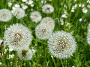 Dandelion - Taraxacum