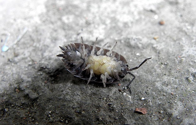 pill bugs aka sow bugs and roly polies