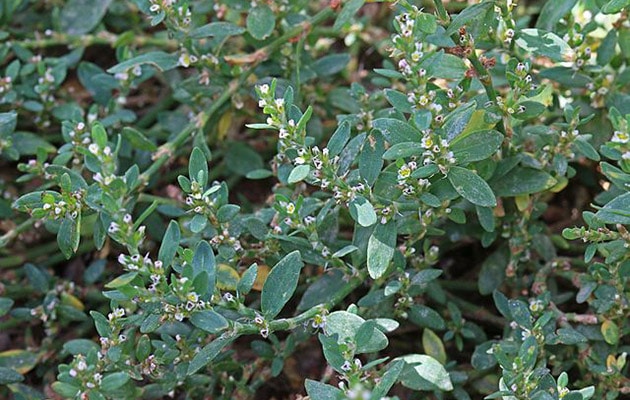 postrate knotweed - polygonum arenastrum