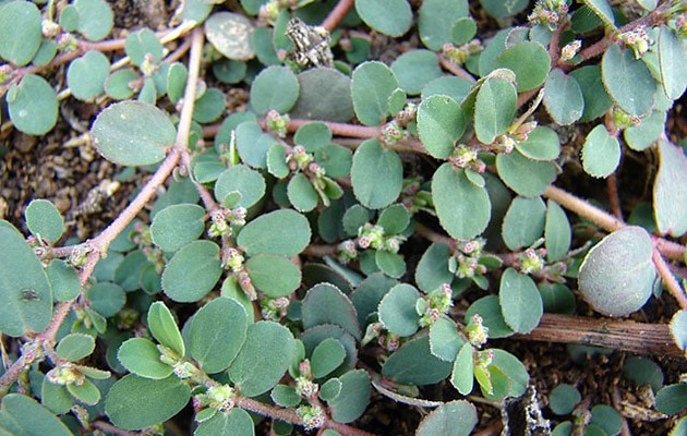 spottes spurge - euphorbia maculata