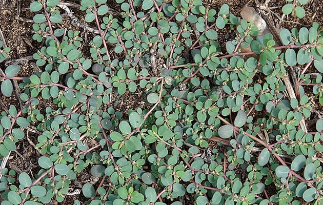 spotted spurge - euphorbia maculata