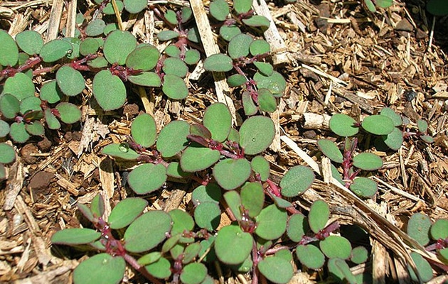 spotted spurge - euphorbia maculata