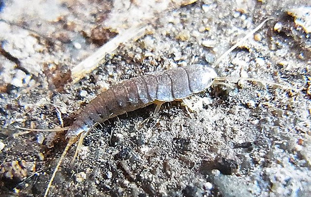 silverfish - lepsima saccharina