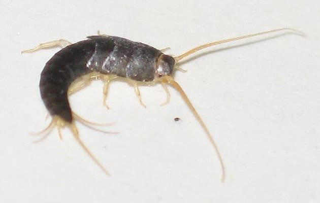 silverfish - lepsima saccharina