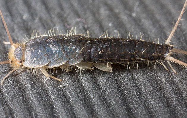 silverfish - lepsima saccharina