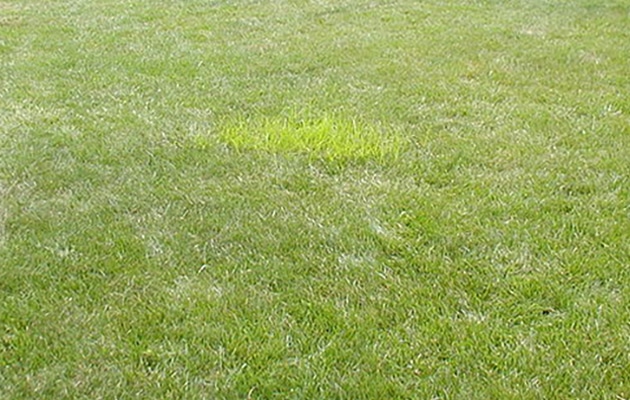 yellow nutsedge - cyperus esculentus