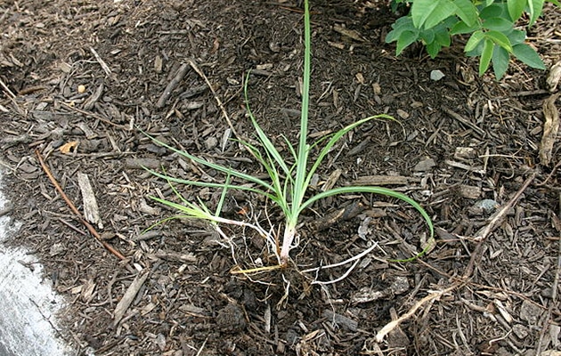 yellow nutsedge - cyperus esculentus