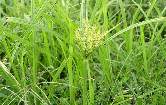yellow nutsedge - cyperus esculentus