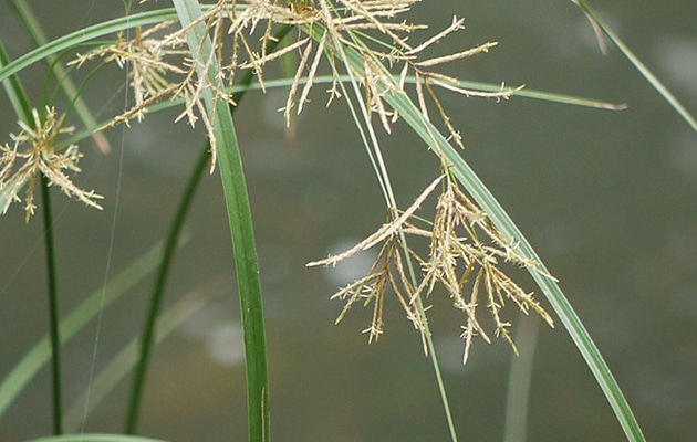 yellow nutsedge - cyperus esculentus