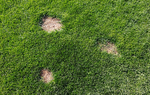 North Oakland County Lawn Disease