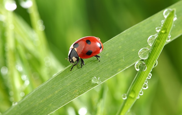 North Oakland County Organic Lawn Care Program
